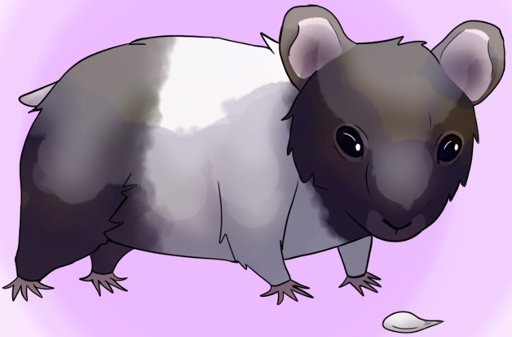 Bibble drawing | Hamsters! Amino