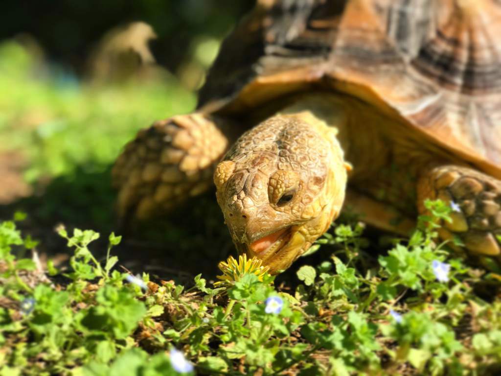 Smile! | Reptiles Amino