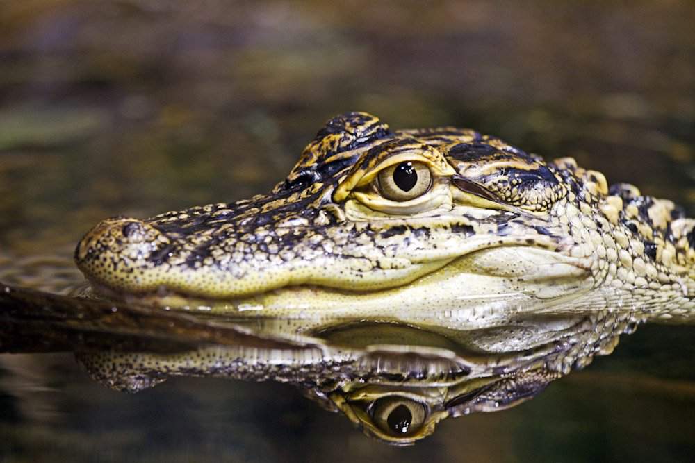 Крокодилы и лягушки какие животные. Красивый крокодил. Морда крокодила. Аллигаторы. Фото крокодилов.