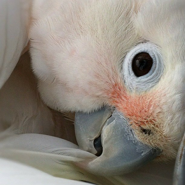 goffin bare eyed cockatoo hybrid