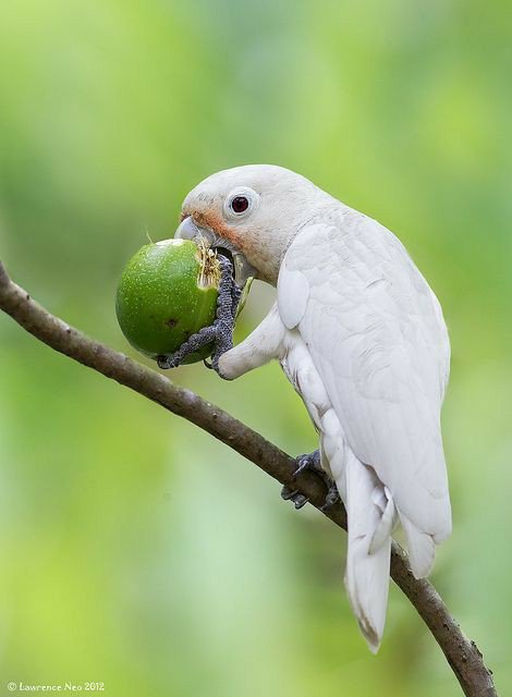 goffin cockatoo male or female