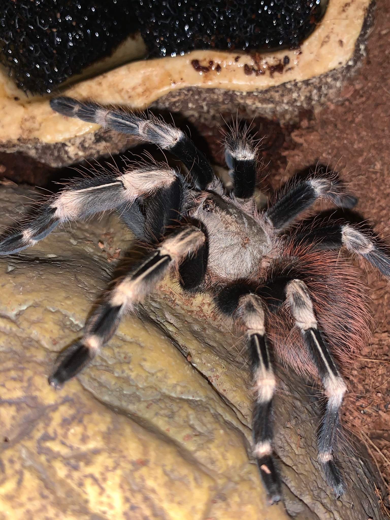 Brazilian white Knee tarantula | Wiki | Pets Amino