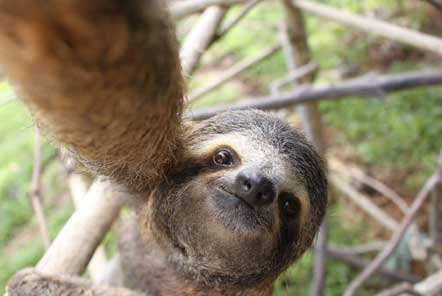 Sloths | Wiki | Online Friendship Amino