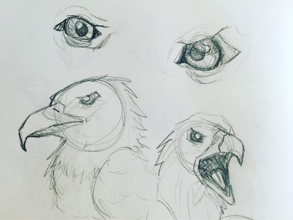 Bald eagle sketches | Birds Amino Amino Bald eagle sketches | Birds Amino Amino