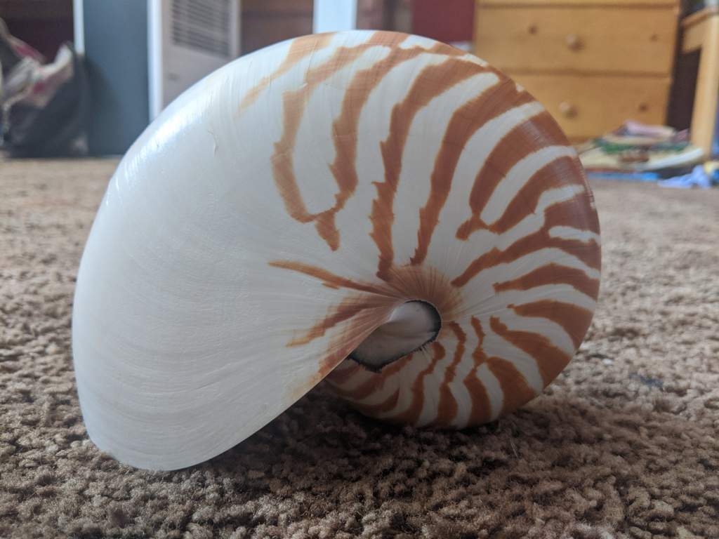 Irl Nautilus Shell Minecraft Amino