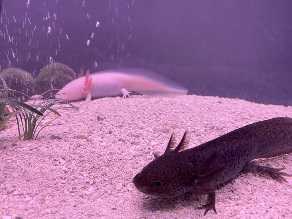 Axolotl Toothless Dragon