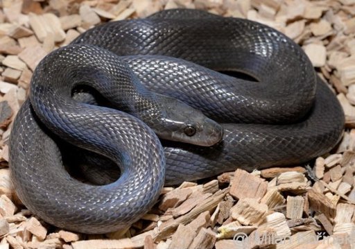 Black African House Snake | Wiki | Reptiles Amino