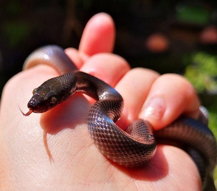 Black African House Snake Wiki Reptiles Amino   9ee72a5eb33fd2885f68c80b7960cf5d59bafd80r1 719 633v2 Hq 