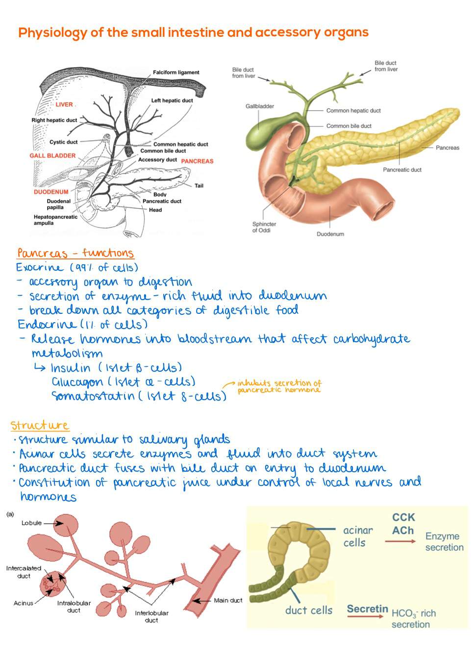 Digital notes: physiology of the small intestine and accessory organs ...