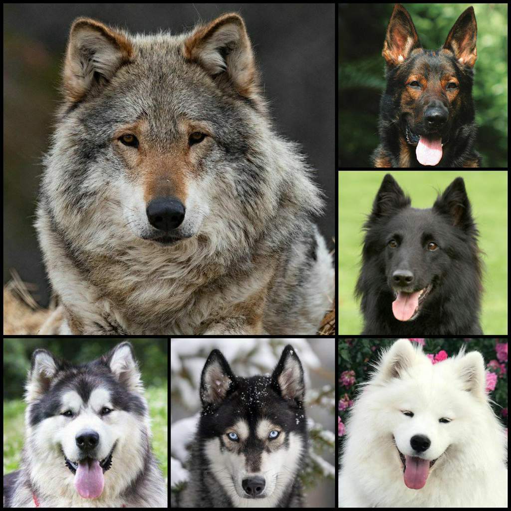 why do malamutes look like wolves