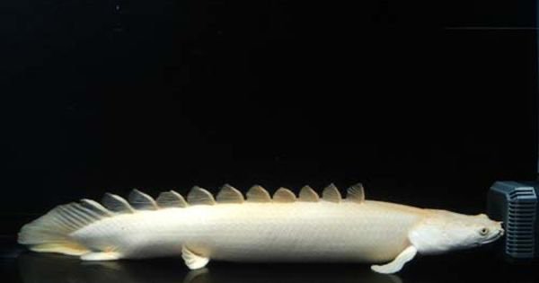 Senegal Bichir | Wiki | Fishkeepers Amino Amino