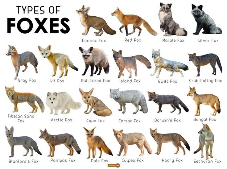 Fox species | Wiki | Therian And Otherkin Amino Amino