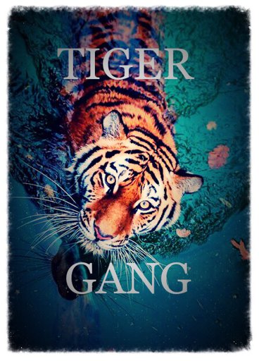 ♥TIGER GANG♥ | Wiki | 🐯BIG CATS AMINO🦁 Amino