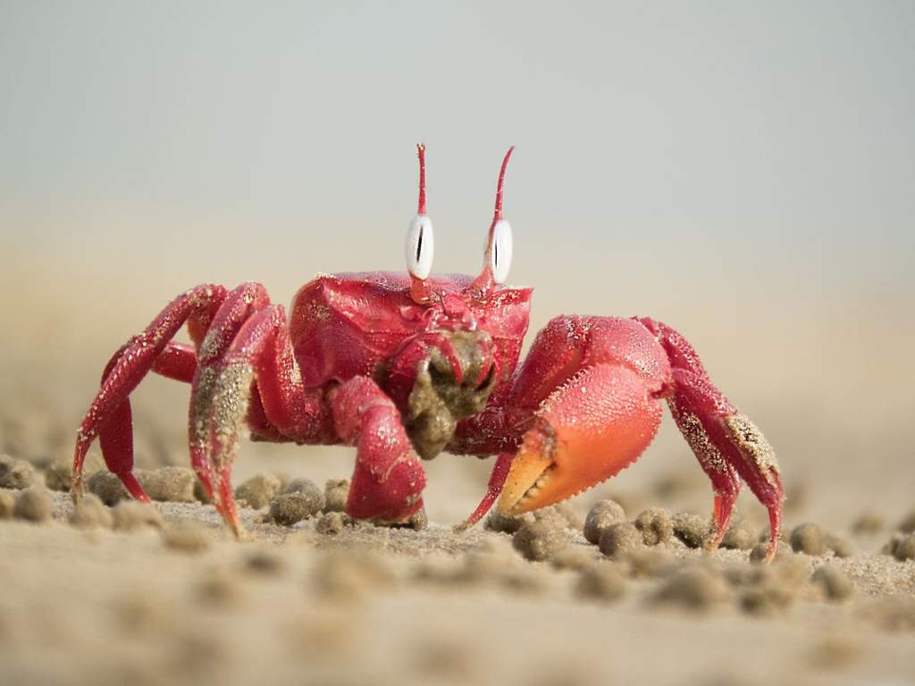 (red ghost crab) | Aminopolis Amino