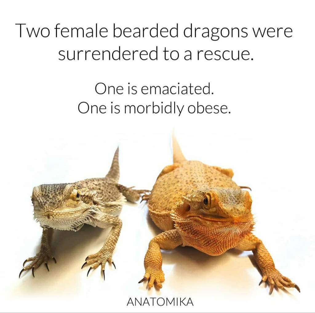 Bearded dragon weight | Reptiles Amino