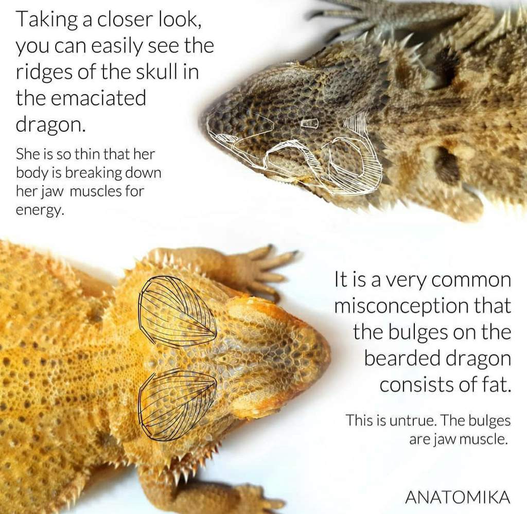 Bearded dragon weight | Reptiles Amino