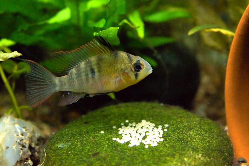 female bolivian ram