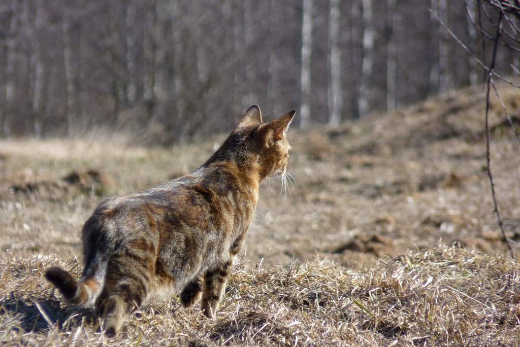 Коты воители охота. Красивый кот на охоте. Кот дичь. Охотничие кошки за дичью. Вид кота на охоте.