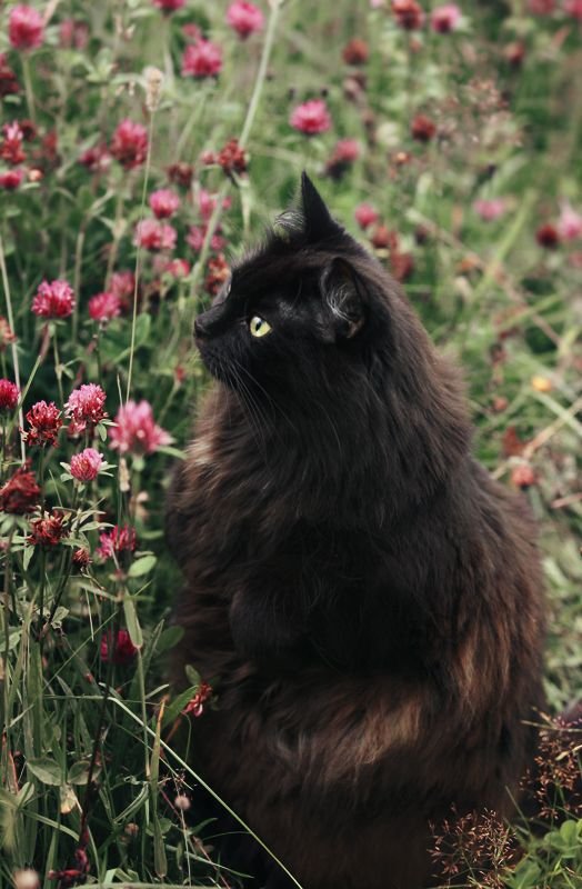 Ворон|ЧП | Wiki | §Коты - Воители§ Amino