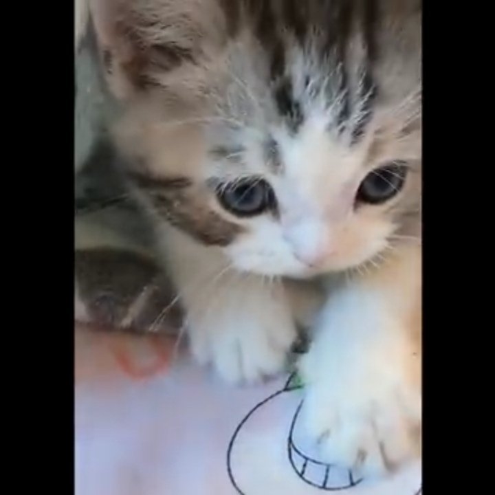 Meet my new kitten Coco he's only 2 months old | Pets Amino