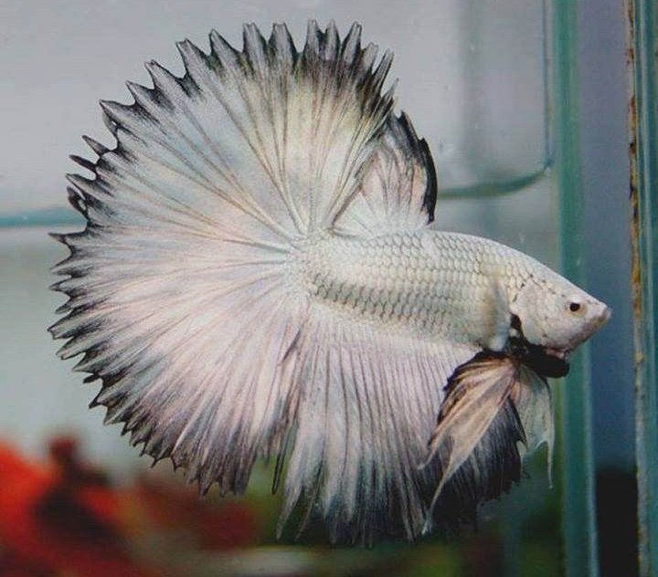 Betta Fin Types | Wiki | Betta Keepers Amino