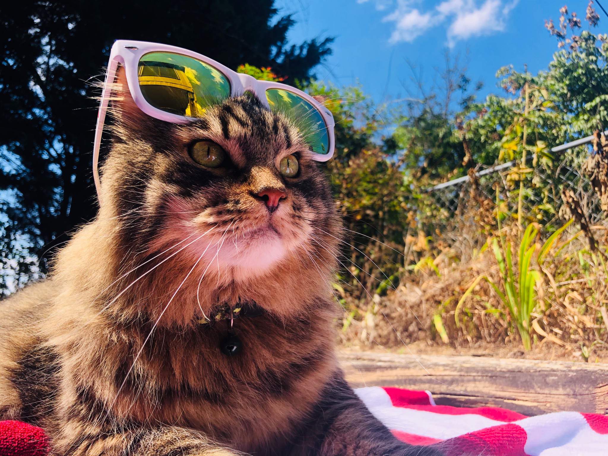 Summertime Vibes | Cats Amino