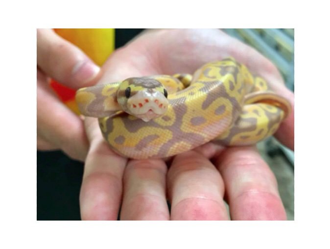 How To: Pick Out A Healthy Ball Python | Wiki | Animal Amino🐾 Amino