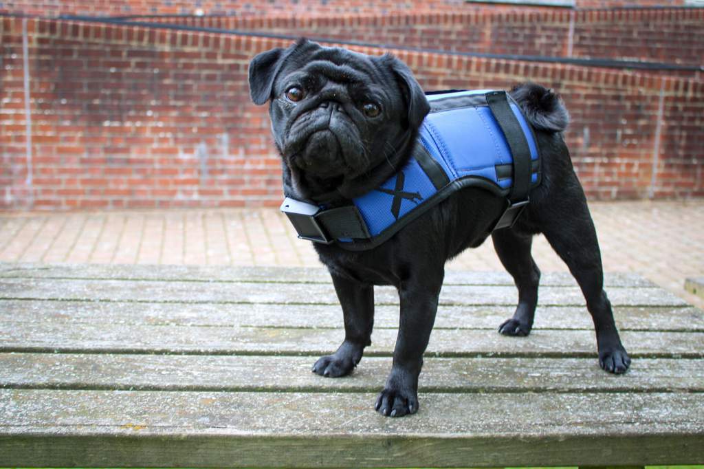 XDOG vest Dogs+ Amino