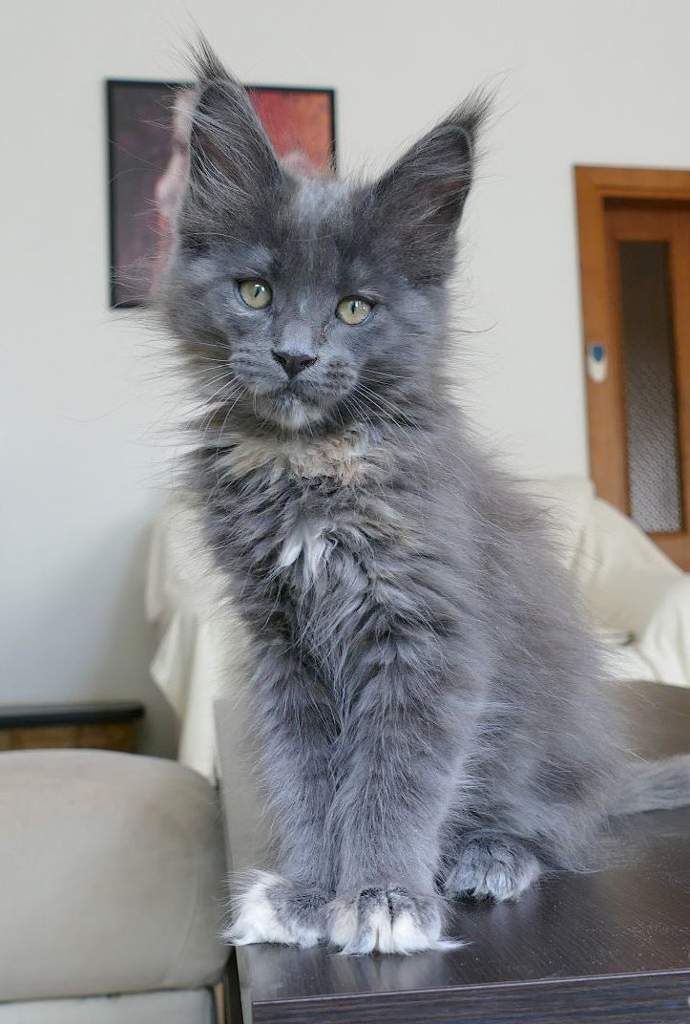 Russian blue Maine coon Cats Amino