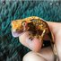 amino-Reptile lover-6612422c