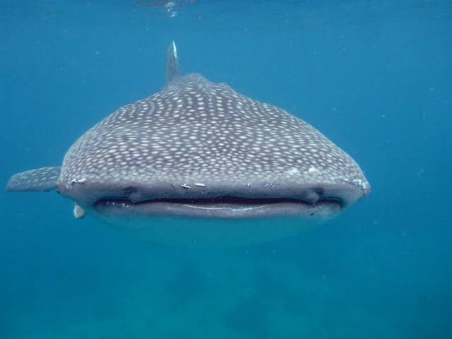 front facing whale shark | Empty Minds Amino