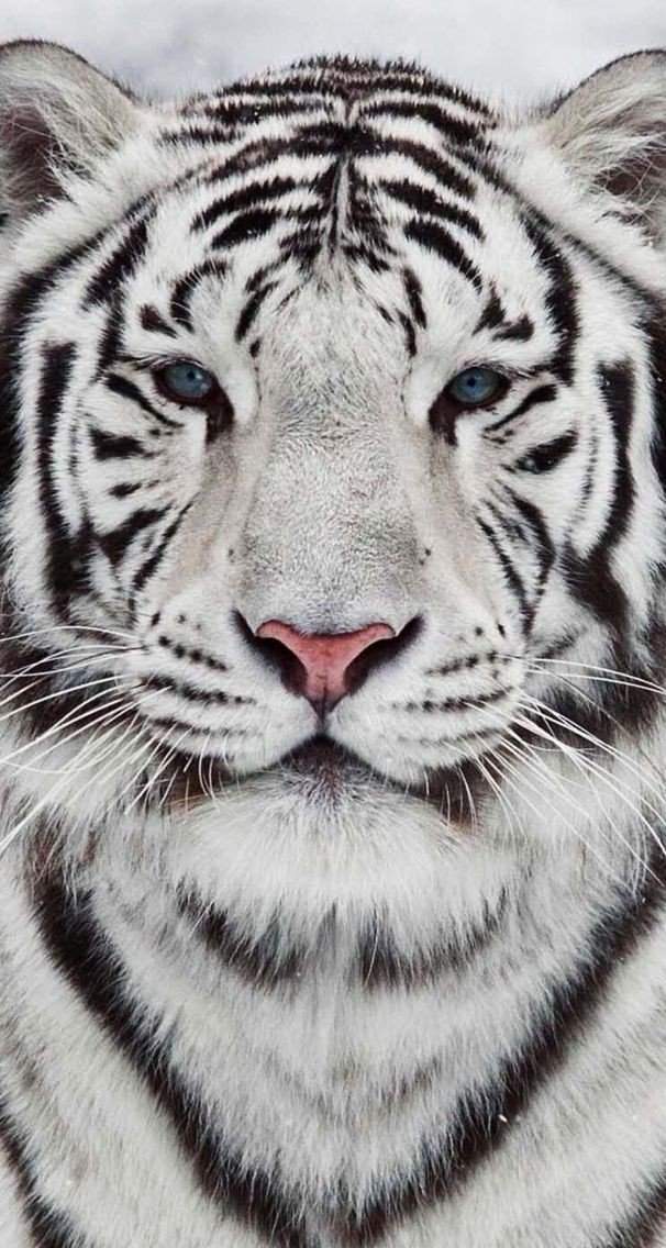Tigre blanco | Fondos de pantalla 🙌🏻 Amino