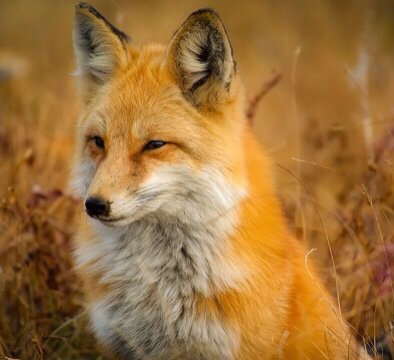 🦊Fox Care Guide🦊 | Wiki | 𖣘Therian • Amino𖣘 Amino