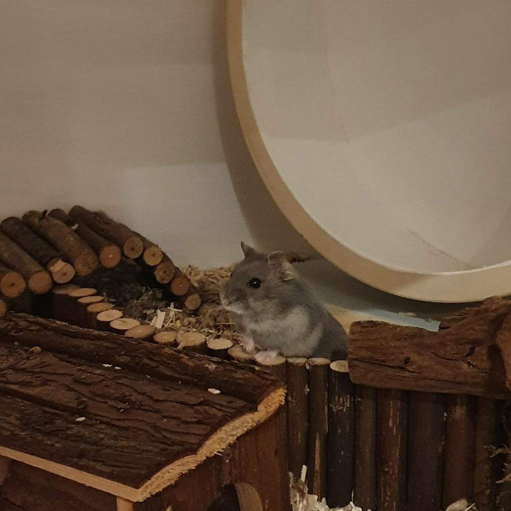 Kiwi | Wiki | Rodents Amino Amino