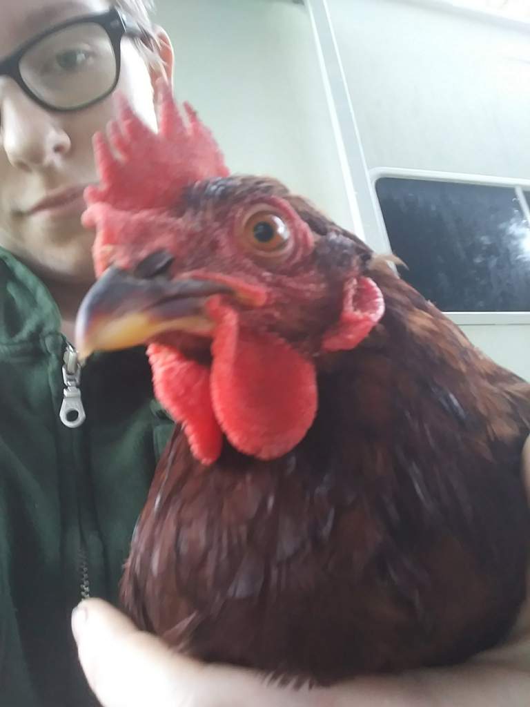 🐔Red Robins🐔 Wiki Homesteaders Amino