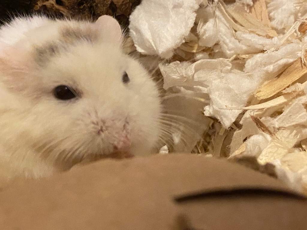 The Four Stages of Test Taking Told Through Hamster Pictures | Hamsters