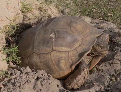 Pyramiding In Tortoises | Wiki | Reptiles Amino