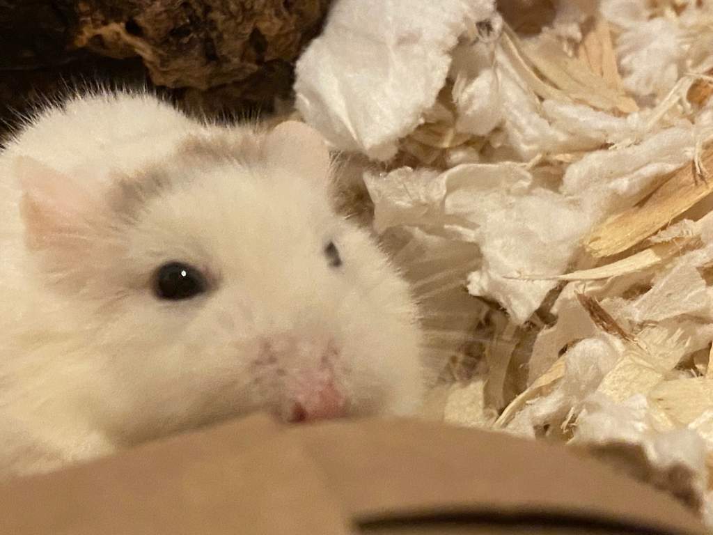 The Four Stages of Test Taking Told Through Hamster Pictures | Hamsters