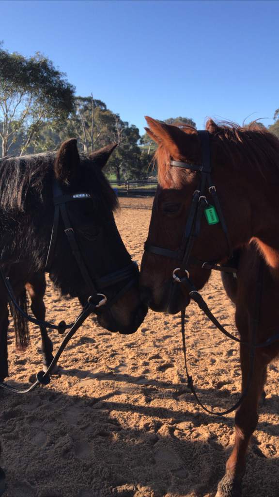 Small Rider, Big Horse 🏳️‍🌈 | Equestrian Amino