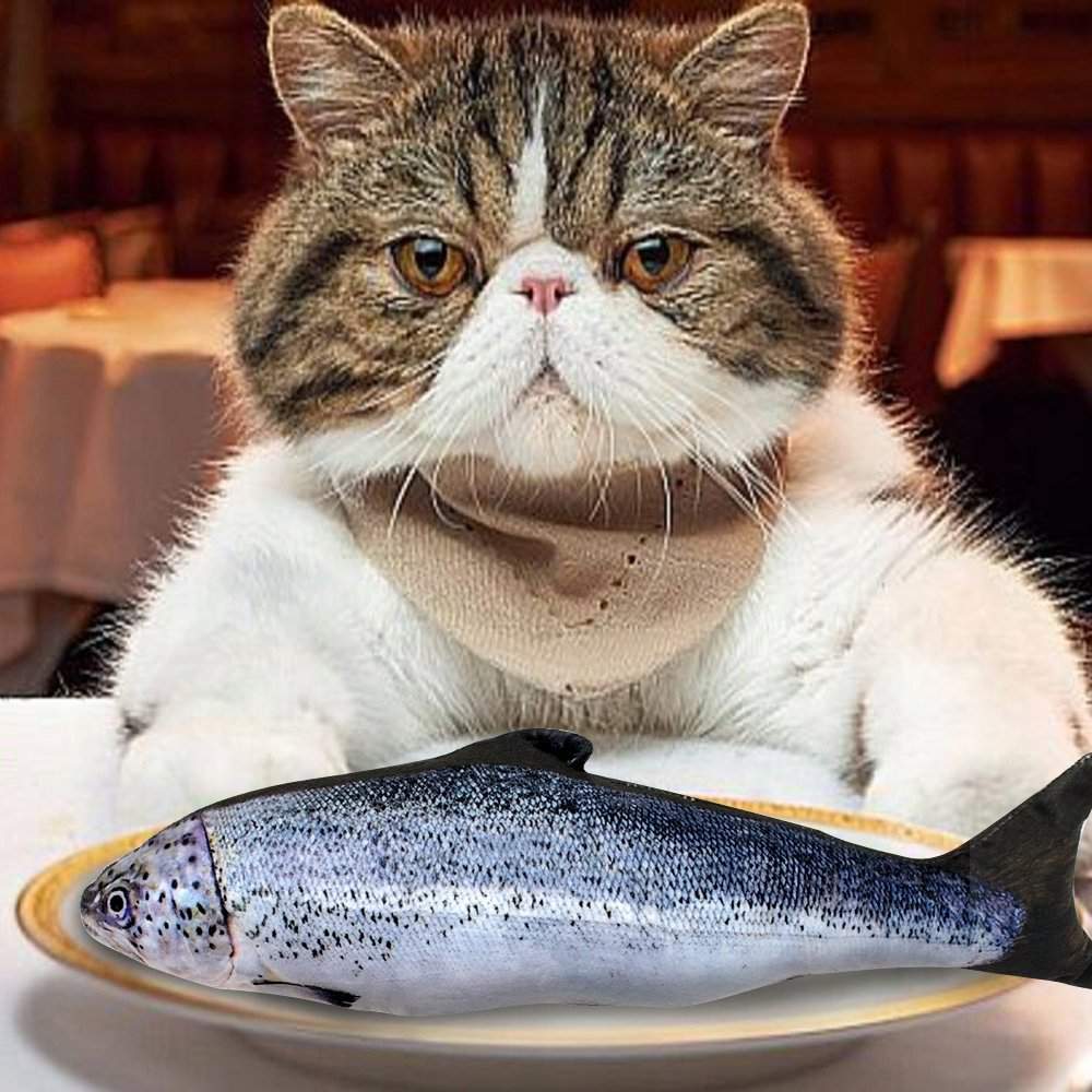 Кошечка рыбка. Кот с рыбой. Рыбки для кошек. Котик с рыбкой. Жирный кот с рыбой.