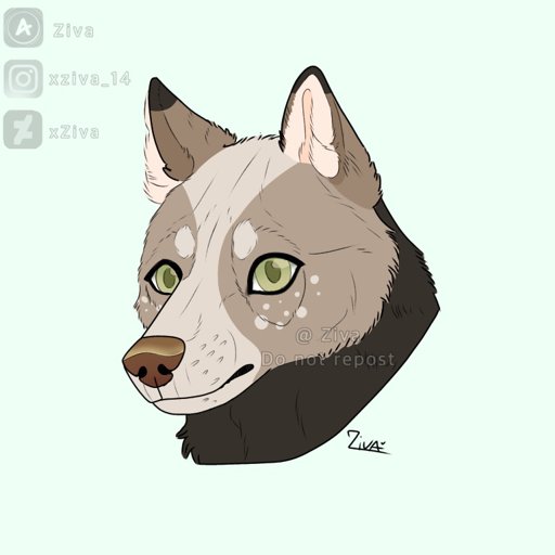 Detailed Wolf OC Template | Wiki | Wolf Amino Amino