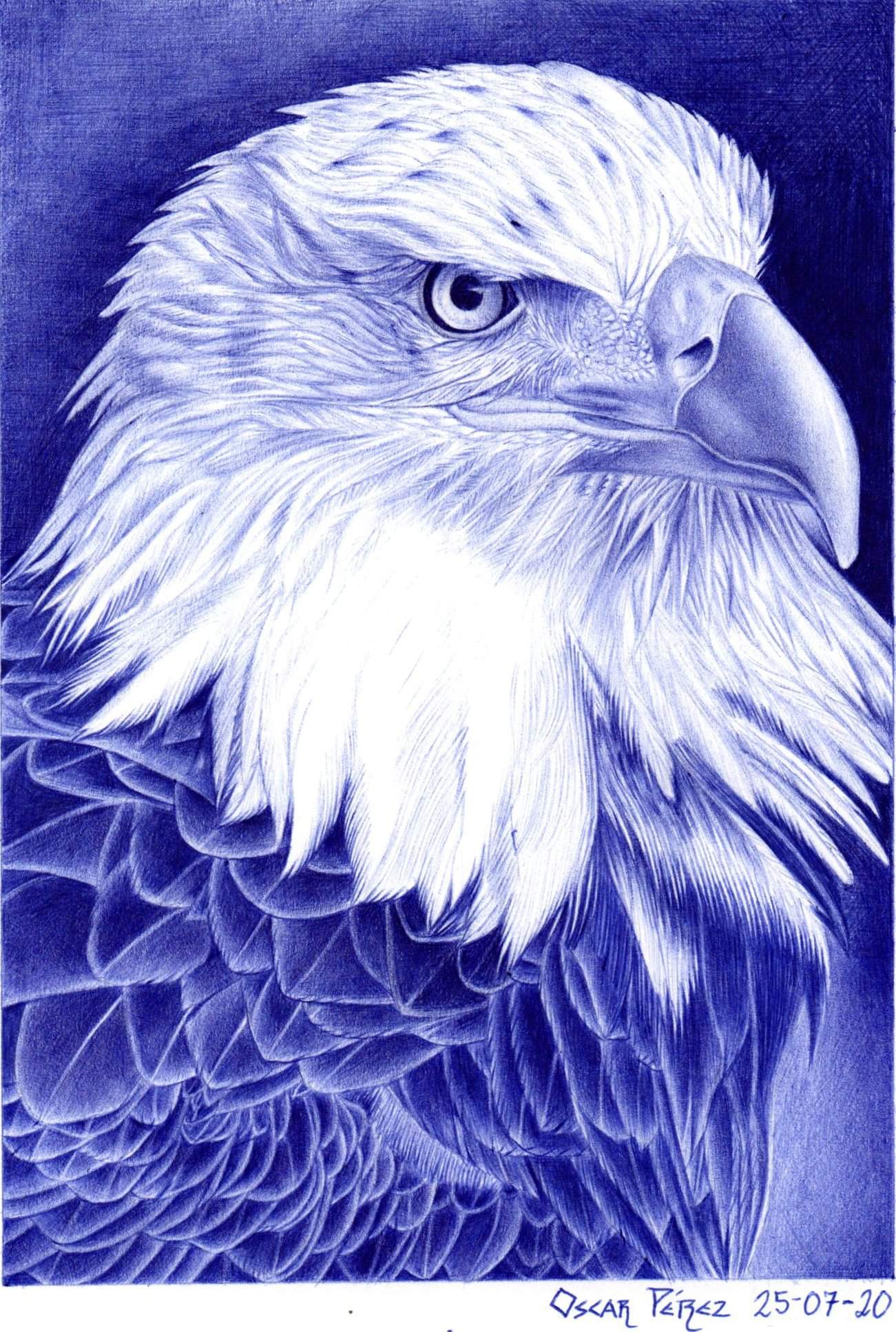 Aguila hecha con boligrafo azul bic | •Arte Amino• Amino