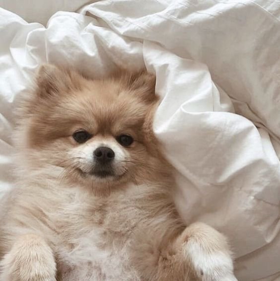 Подборка аватарок с пёсиками 💖 | Animals RUS Amino