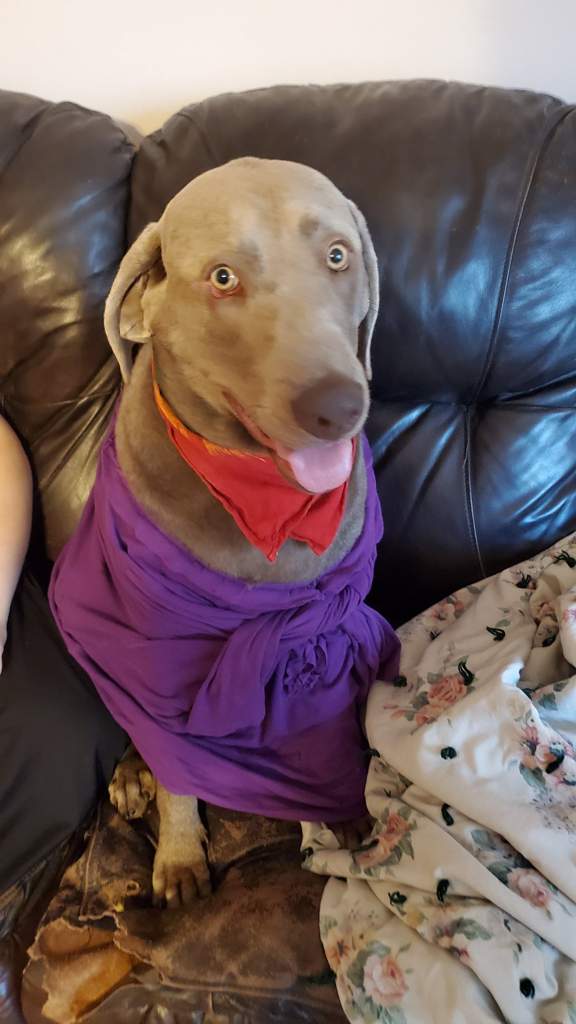 Lucy my adorable pup | Wiki | Animal Crossing New Leaf ...