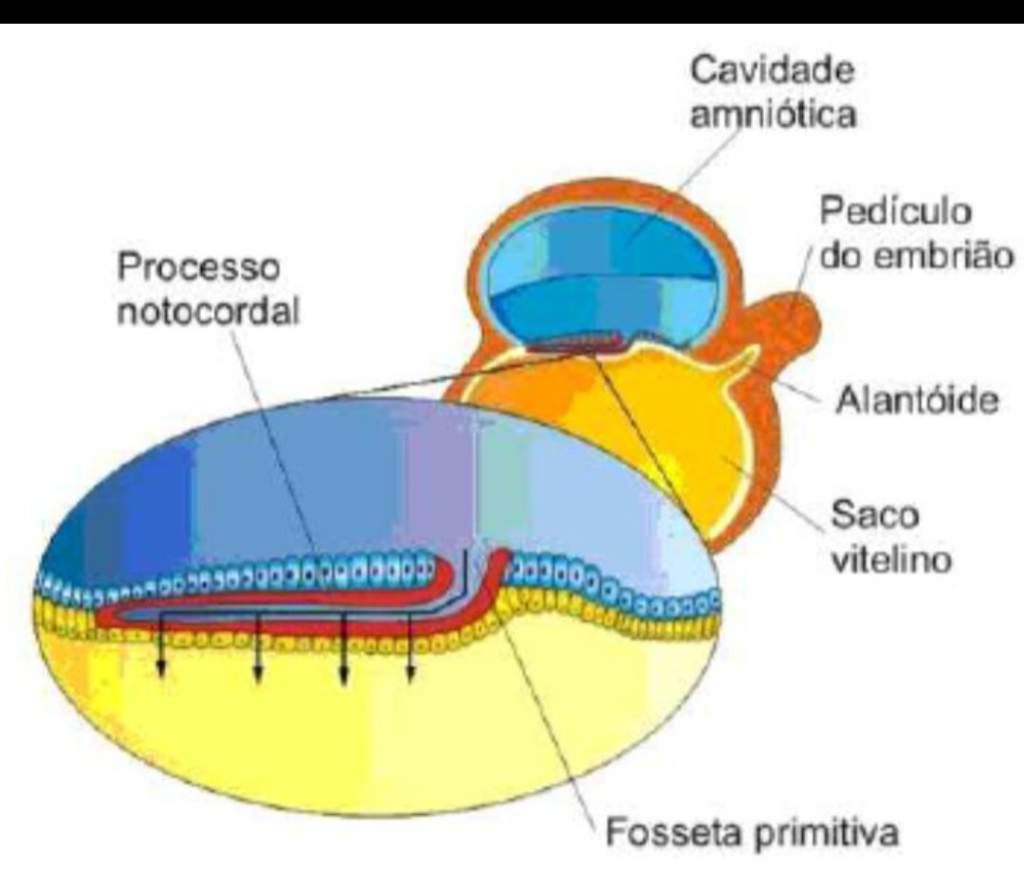 Embriologia Membranas Embrionárias Saber School Amino 