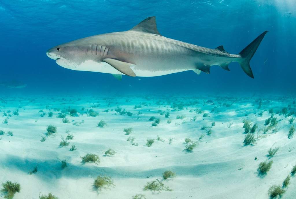 Tiger Shark Facts 