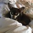 amino-Coco the cutest chihuahua-e490e297