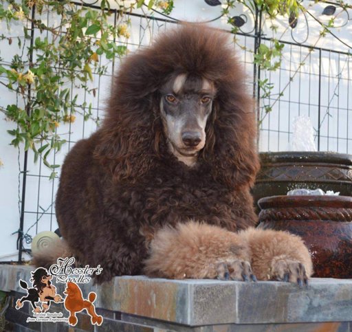 Standard Poodles | Wiki | Service Dog Amino