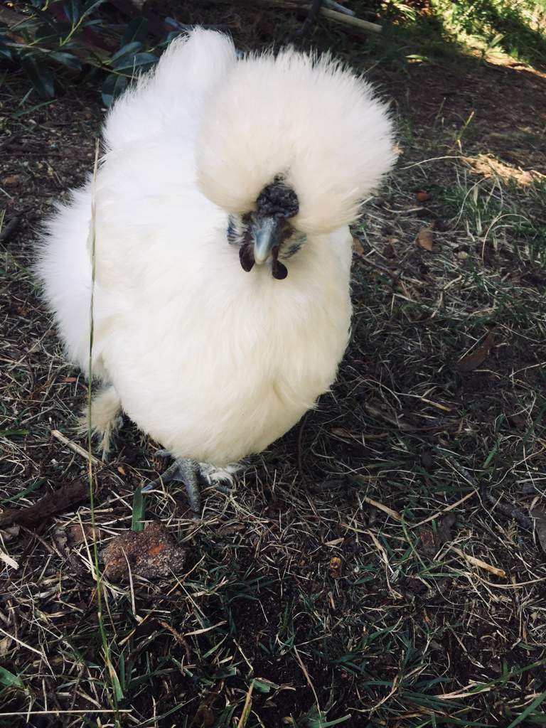 My chook got a hair cut recently | 🐓Chicken Amino🐓 Amino