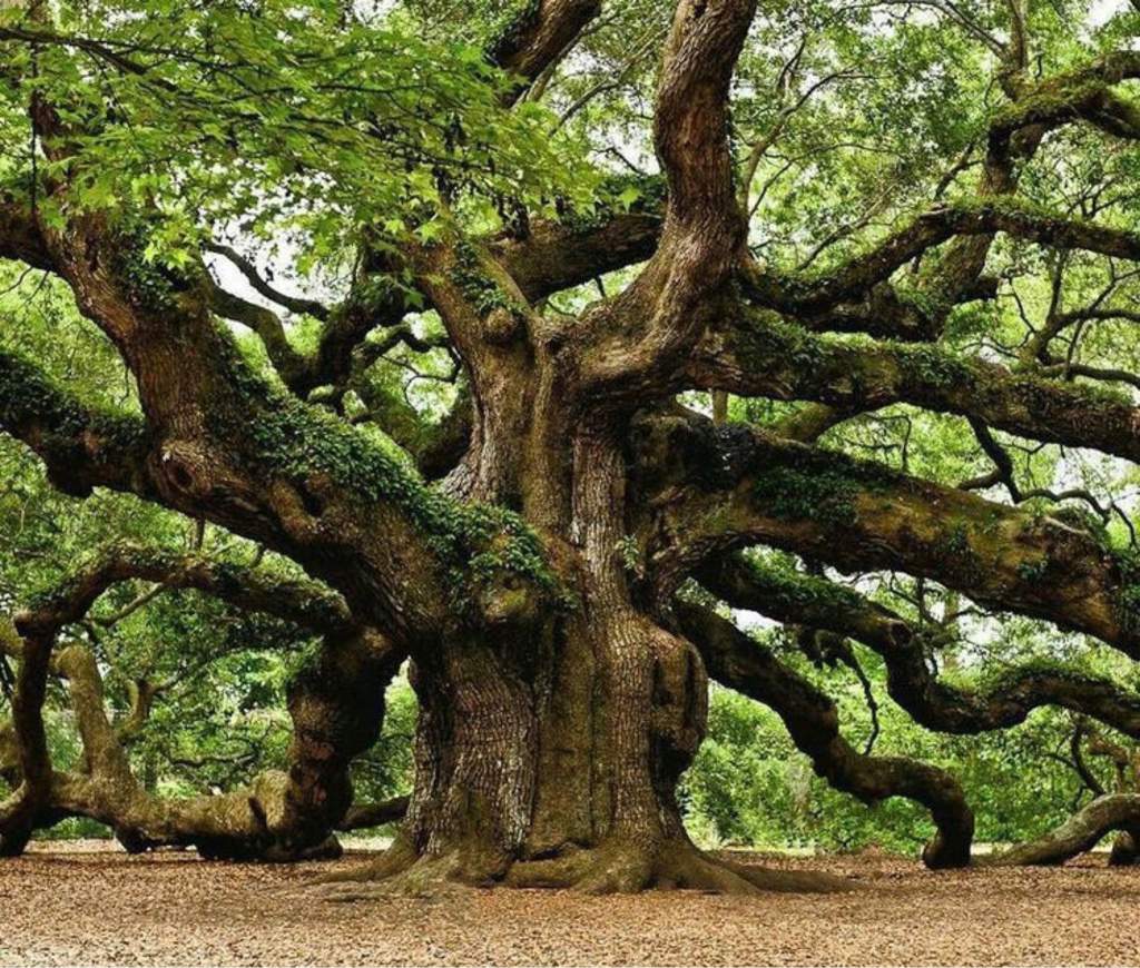 Дуб дерево в лесу